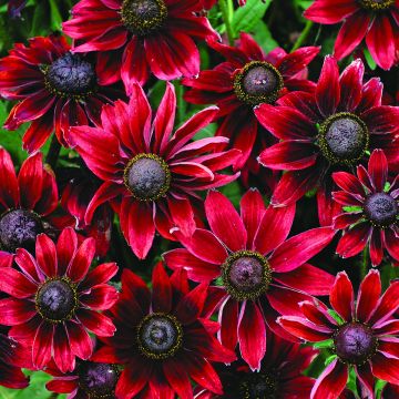 Rudbeckia Hirta Cherry Brandy