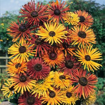 Graines de Rudbeckia Chim Chiminee - Rudbeckia hirta