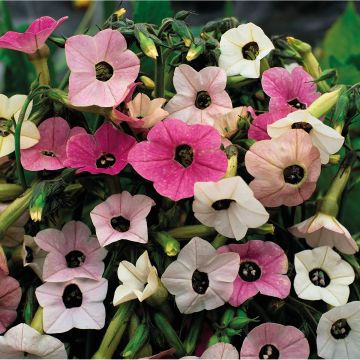 Nicotiana Mutabilis Marshmallow 