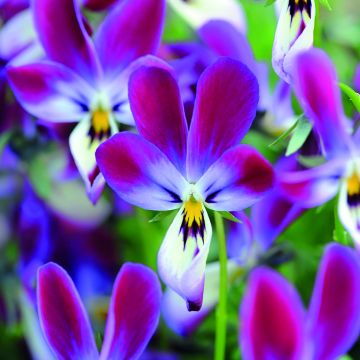 Graines de Viola Tete de Lapin (Bunny Ears) - Pensée hybride.