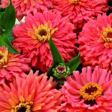 Graines de Zinnia elegans Señora