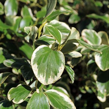 Griselinia littoralis Bantry Bay - Griselinie du littoral 
