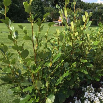 Griselinia littoralis Redge - Arbuste persistant de haie résistant aux embruns