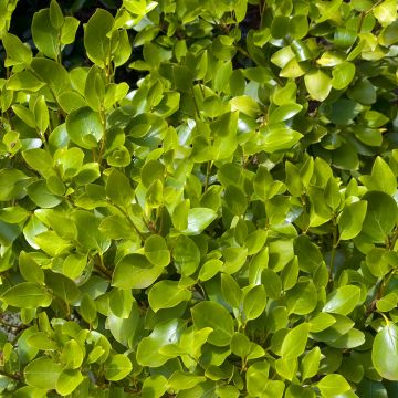 Griselinia littoralis - Griselinie du littoral Griselinia littoralis - Griselinie du littoral
