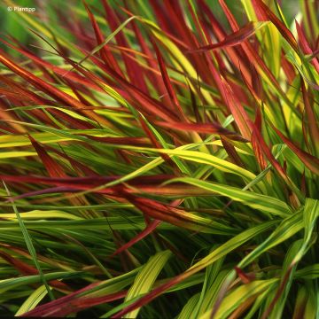 Herbe du Japon - Hakonechloa macra Mulled Wine Herbe du Japon - Hakonechloa macra Mulled Wine