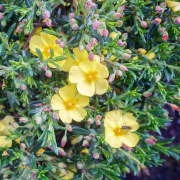 Halimium  April Sun - Faux-ciste jaune.
