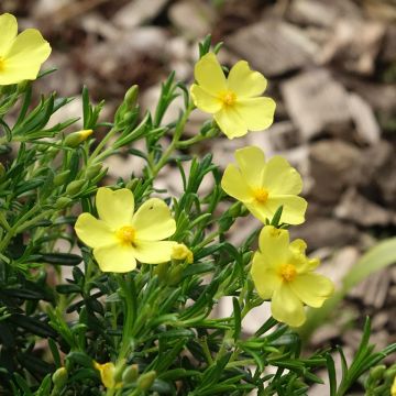 Halimium  April Sun - Faux-ciste jaune.