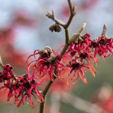 Hamamelis Intermedia Ruby Glow Hamamelis Intermedia Ruby Glow