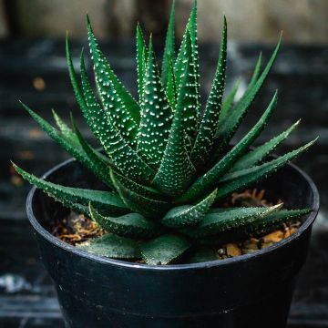 Haworthia Gasworthia Haworthia Gasworthia