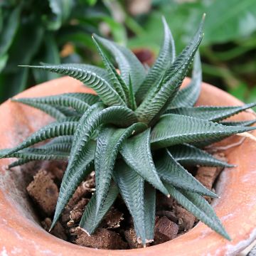Haworthia limifolia Haworthia limifolia