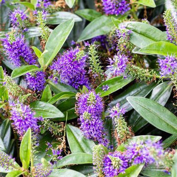 Hebe franciscana Blue Gem