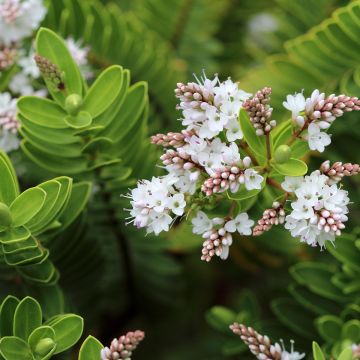 Hebe vernicosa - Véronique arbustive