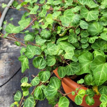 Lierre commun - Hedera helix Marginata Elegantissima