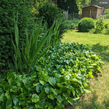 Lierre couvre-sol - Hedera Algerian Bellecour