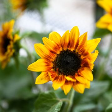 Tournesol Helios Flame Tournesol Helios Flame