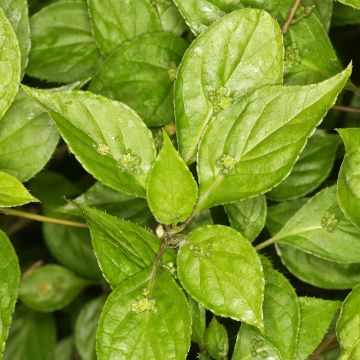 Helwingia chinensis - Helwingie de Chine