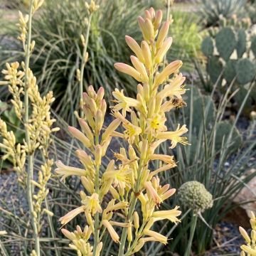 Hesperaloe parviflora Rubra - Yucca Rouge.