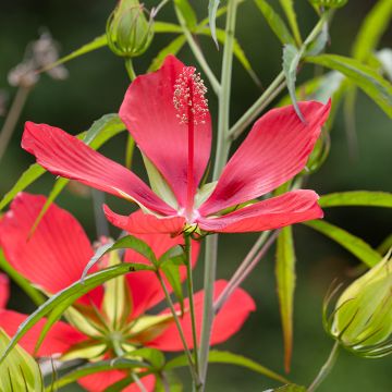 Hibiscus coccineus - Ketmie écarlate - Étoile du Texas. Hibiscus coccineus - Ketmie écarlate - Étoile du Texas.