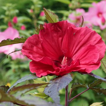 Hibiscus moscheutos Midnight Marvel - Hibiscus des marais Hibiscus moscheutos Midnight Marvel - Hibiscus des marais