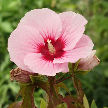 Hibiscus moscheutos Pink Candy - Hibiscus des marais