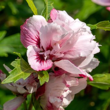 Hibiscus syriacus Lady Stanley - Althéa semi-double blanc et rose à coeur pourpre.