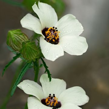 Hibiscus paramutabilis 