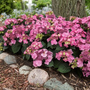 Hortensia - Hydrangea Endless Summer Pop Star (rose) Hortensia - Hydrangea Endless Summer Pop Star (rose)