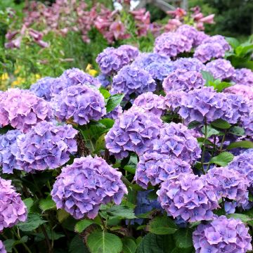 Hortensia - Hydrangea macrophylla Hambourg Bleu Hortensia - Hydrangea macrophylla Hambourg Bleu