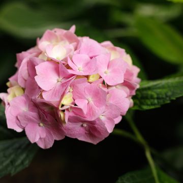 Hortensia - Hydrangea macrophylla Teller Messalina