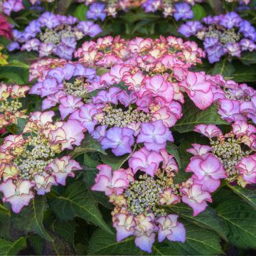Hortensia - Hydrangea macrophylla Tiffany Hortensia - Hydrangea macrophylla Tiffany