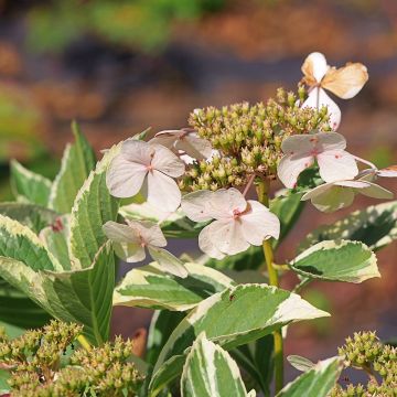 Hortensia - Hydrangea macrophylla Tricolor Hortensia - Hydrangea macrophylla Tricolor