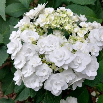Hortensia - Hydrangea macrophylla Wedding Gown Hortensia - Hydrangea macrophylla Wedding Gown