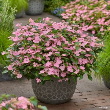 Hortensia - Hydrangea French Bolero