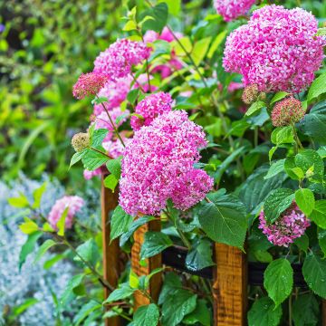 Hortensia arborescens Pink Annabelle ou Invincibelle Hortensia arborescens Pink Annabelle ou Invincibelle