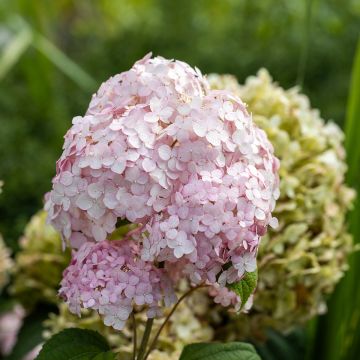 Hortensia arborescens Stand up Pink