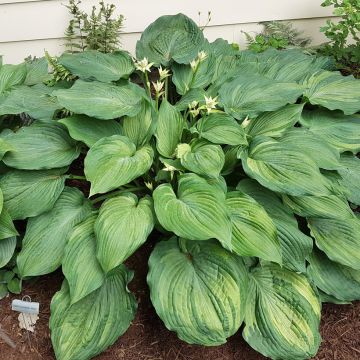 Hosta Blue Angel
