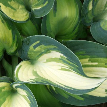 Hosta Blue Angel