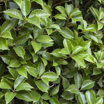Houx à feuilles de châtaignier - Ilex x koehneana Castaenifolia 