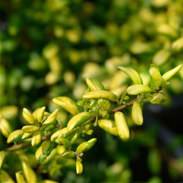 Houx crénelé - Ilex crenata Convexed Gold