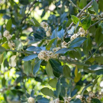 Ilex Nellie R. Stevens - Houx d'ornement Ilex Nellie R. Stevens - Houx d'ornement