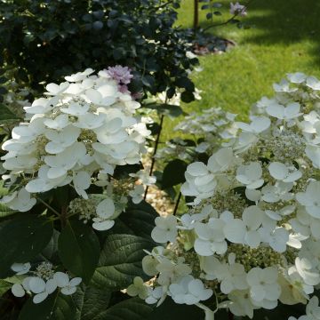 Hortensia - Hydrangea paniculata Bombshell Hortensia - Hydrangea paniculata Bombshell