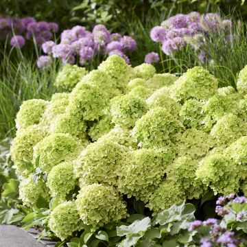 Hydrangea paniculata Groundbreaker Greeny - Hortensia paniculé nain Hydrangea paniculata Groundbreaker Greeny - Hortensia paniculé nain