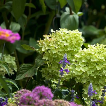 Hortensia - Hydrangea paniculata Little Lime Hortensia - Hydrangea paniculata Little Lime