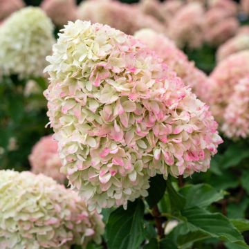 Hydrangea paniculata Living Candy Love - Hortensia paniculé Hydrangea paniculata Living Candy Love - Hortensia paniculé