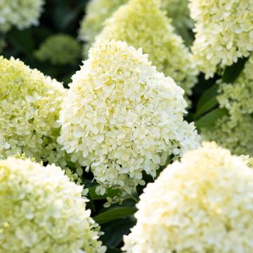 Hydrangea paniculata Living Cotton Cream - Hortensia paniculé Hydrangea paniculata Living Cotton Cream - Hortensia paniculé