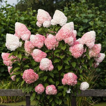 Hydrangea paniculata Living Pink & Rose  - Hortensia paniculé Hydrangea paniculata Living Pink & Rose  - Hortensia paniculé