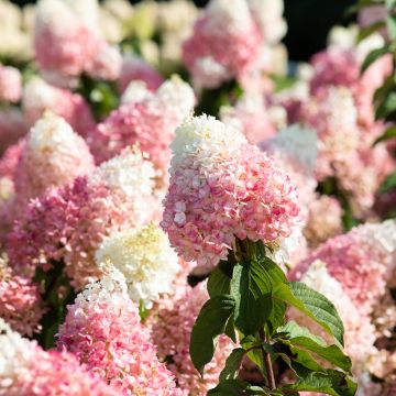 Hydrangea paniculata Living Strawberry Blossom - Hortensia paniculé Hydrangea paniculata Living Strawberry Blossom - Hortensia paniculé