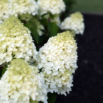 Hydrangea paniculata Living Sugar Rush - Hortensia paniculé Hydrangea paniculata Living Sugar Rush - Hortensia paniculé