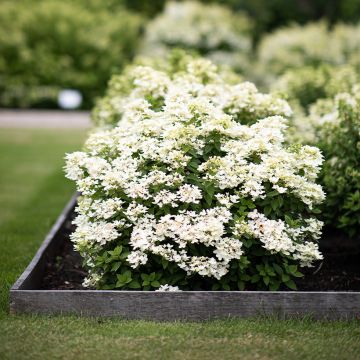 Hydrangea paniculata Living Touch of Pink - Hortensia paniculé Hydrangea paniculata Living Touch of Pink - Hortensia paniculé