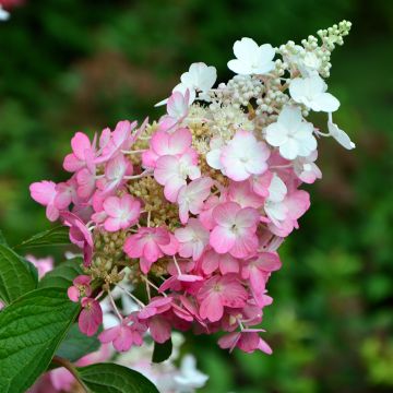 Hydrangea paniculata Pinky Winky - Hortensia paniculé